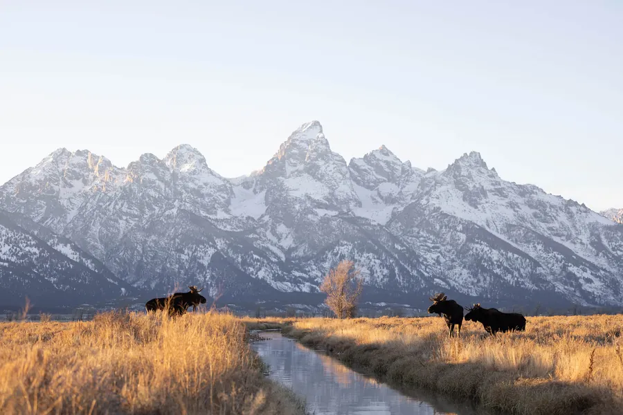 Bison beside a creek in golden autumn grass, with the snowy Tetons behind.
