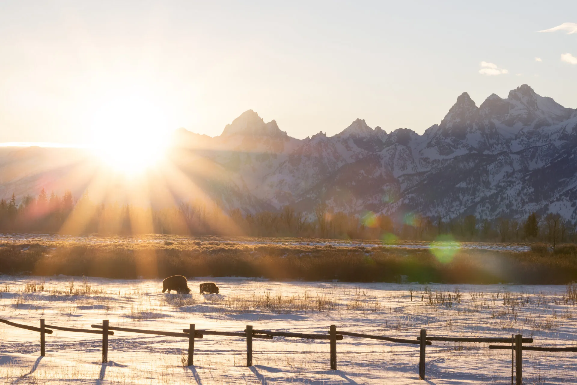Sunrise over the Teton Range, with two bison grazing behind a buck-rail fence in the snow.
